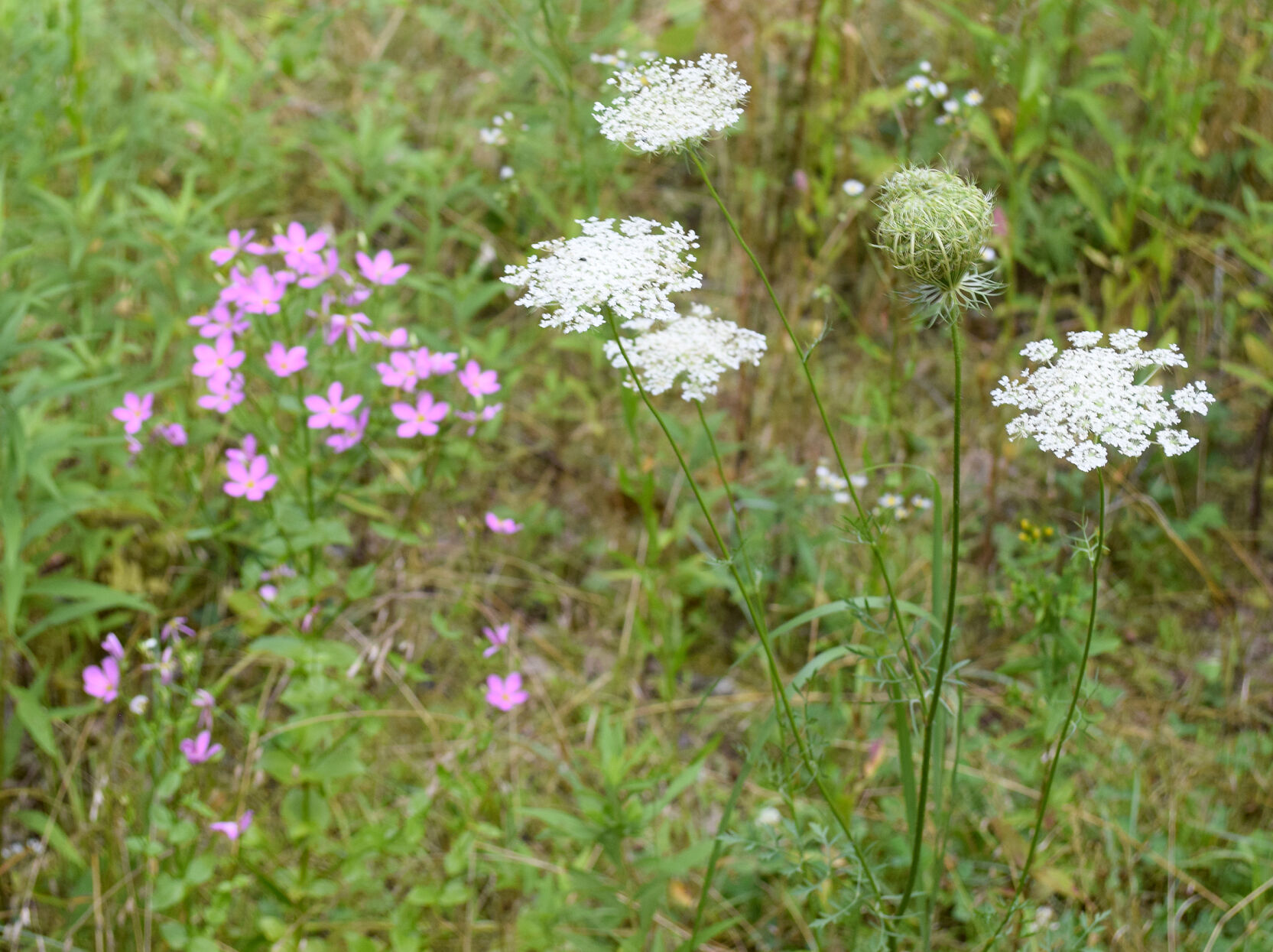 Queen Anne's Lace flower